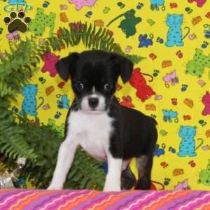Washington, Boston Terrier Mix Puppy